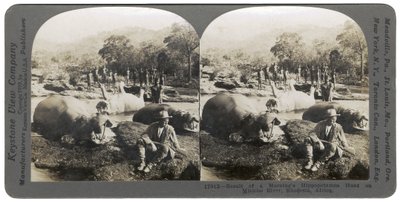 Resultatet af en morgens flodhestjagt på Mlembo-floden, Rhodesia, Afrika, 1910 af Keystone View Company