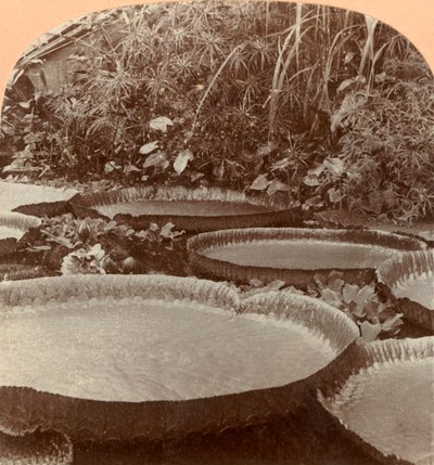 Thureza Lily, Botanisk Have, Hamborg, Tyskland, 1895. af Keystone View Company