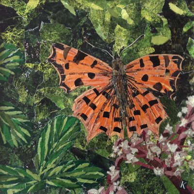 Flutter - Kommasommerfugl på Japonica af Kirstie Adamson