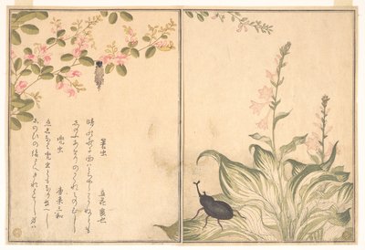  af Kitagawa Utamaro