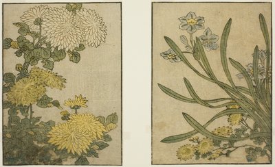 Chrysanthemum og Narcissus, fra den illustrerede bog "Billedbog: Blomster af de fire sæsoner (Ehon Shiki no Hana)," Vol. 2 af Kitagawa Utamaro