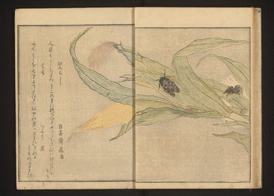Cikader og edderkop på majs af Kitagawa Utamaro