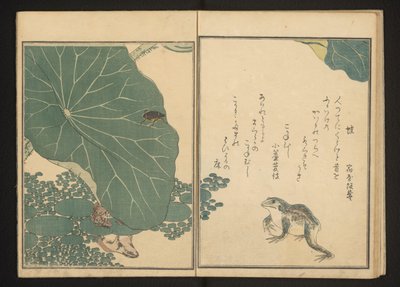Frøer og guldlus nær lotus af Kitagawa Utamaro