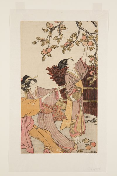 Gathering Persimmons (træbloktryk i farver) af Kitagawa Utamaro