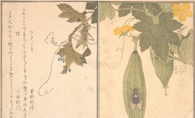 G Rasshoppe r Græshoppe, Shikada Cicada. . . , 1788. af Kitagawa Utamaro