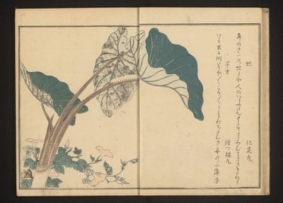 Hesteflue på bindweed og larve på taroplante af Kitagawa Utamaro