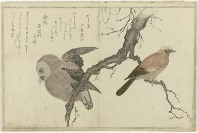 Jay og ugle af Kitagawa Utamaro