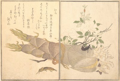 Mole Cricket Kera, Earwig, Hasami-mushi..., 1788. af Kitagawa Utamaro