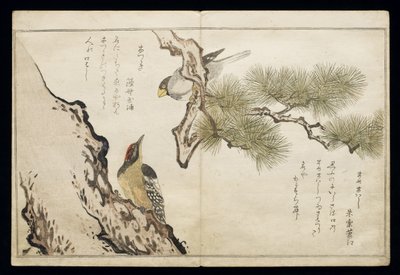 P.332-1946 Vol.1 f.3 Hawfinch and a Woodpecker, fra et album 