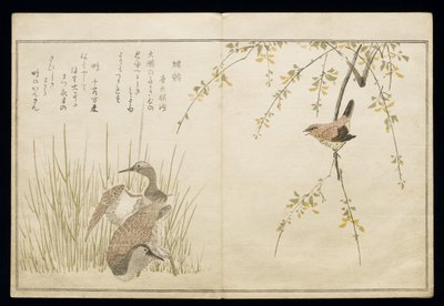 P.332-1946 Vol.1 f.5 Wren and a par Snipe, fra et album 