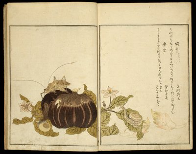 Billedbog: Udvalgte insekter (Ehon mushi erabi) af Kitagawa Utamaro