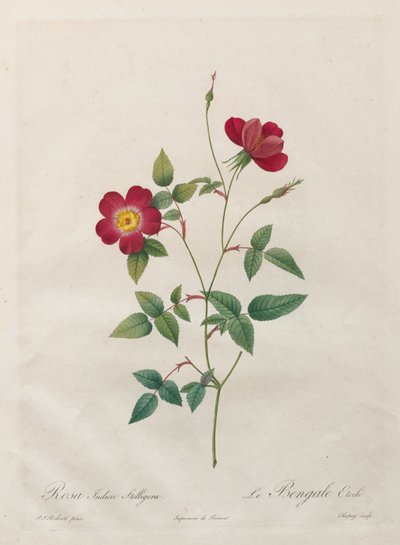 Rosa Indica Stelligera af Kitagawa Utamaro