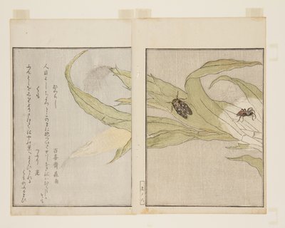 Edderkop (Kumo) og aftencikade (Higurashi) (træblok i farver) af Kitagawa Utamaro