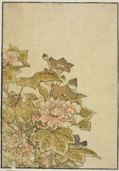 Autumn Flowers: Peonies and Bellflowers, fra bogen "Mirror of Beautiful Women of the Pleasure Quarters (Seiro bijin awase sugata kagami)," vol. ２ af Kitao Shigemasa