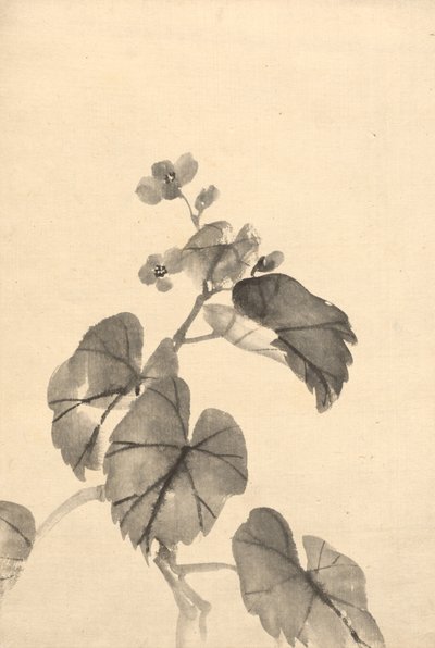 Gren af Begonia i blomst. af Kono Bairei