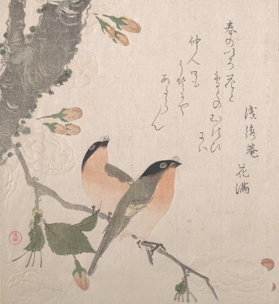 Bullfinches and Cherry Blossoms, 1800-tallet. af Kubo Shunman