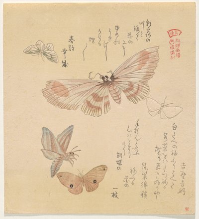 Sommerfugle og møl, fra serien A Flock of Butterflies (Gunch? Gafu) af Kubo Shunman