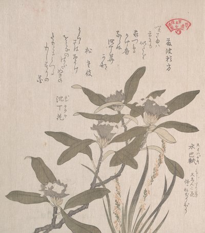 Daphne Odora og Mojisuri-so, 1800-tallet. af Kubo Shunman