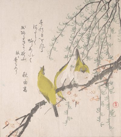 Japanske hvide øjne med blommetræ og pil..., ca. 1810. af Kubo Shunman