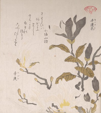Magnolia blomster, 1800-tallet. af Kubo Shunman