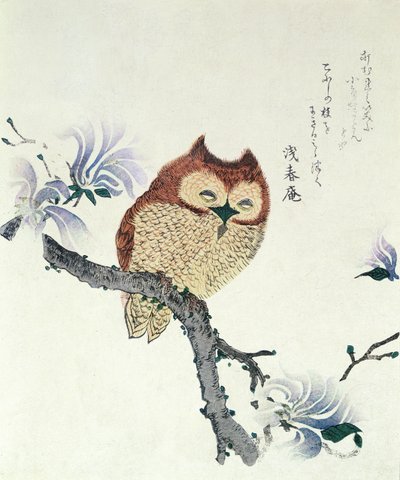 Owl on a Magnolia Branch (blæk og farve på papir) af Kubo Shunman