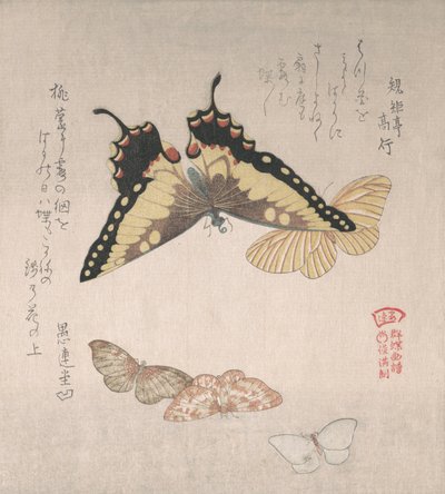 Forskellige møl og sommerfugle, 1800-tallet. af Kubo Shunman