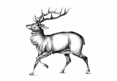  af Kulik