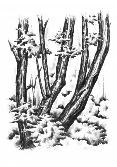  af Kulik