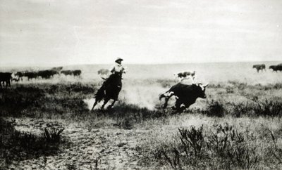 Cowboy på hesteryg lasso en kalv (bw-billede) af L.A. Huffman
