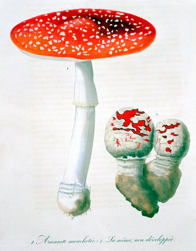Amanita Muscaria fluesvamp, 1821 af LFJ Hoquart