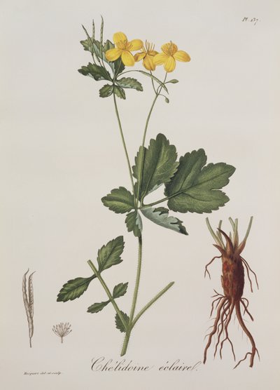 Chelidonium Majus fra Photographie Medicale af Joseph Roques (1772-1850), udgivet i 1821 af L.F.J. Hoquart