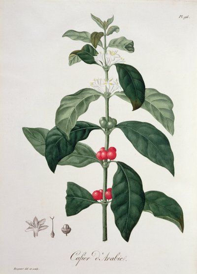 Coffea Arabica fra "Phytographie Medicale" af Joseph Roques (1772-1850), udgivet i 1821 af L.F.J. Hoquart