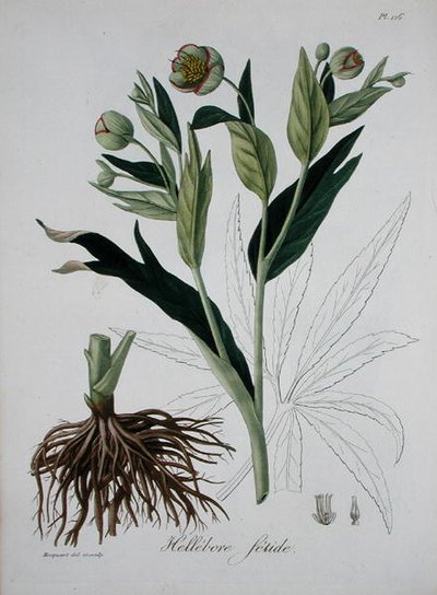 Helleborus Foetidus fra 