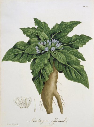 Mandragora Officinarum fra 