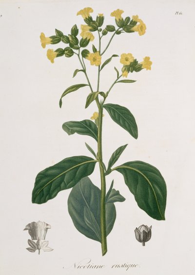 Nicotiana fra "Phytographie Medicale" af Joseph Roques (1772-1850), udgivet i 1821 af L.F.J. Hoquart