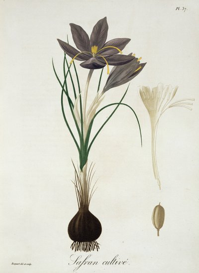 Saffron Crocus fra 