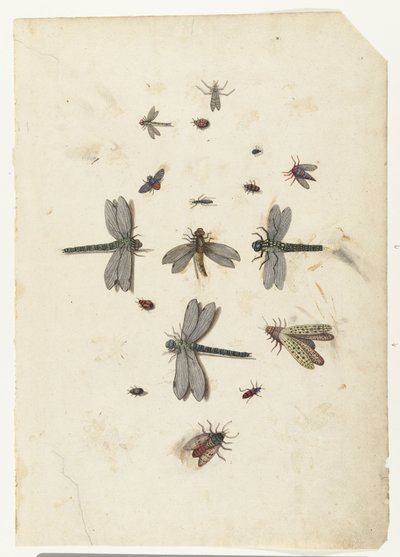 Guldsmede og flyvende insekter af Lambert Lombard