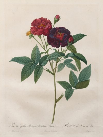 Roserne: Rosa Gallica Purpurea Velutina Parva, 1817-1824. af Langlois