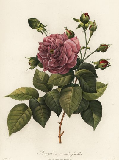 Bengalrose, Rosa chinensis sort, Storbladet Bengal af Langlois Langlois