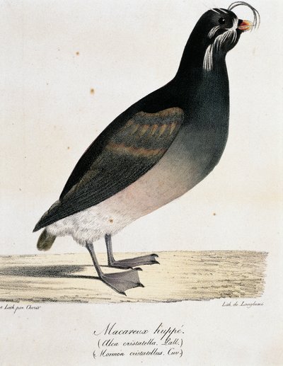 Crested Auklet (Aethia cristatella), fra Picturesque Voyage Around the World af Langlume Langlume