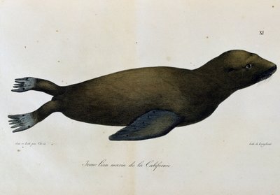 Ung havløve, Californien, fra malerisk rejse rundt om i verden af Langlume Langlume