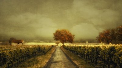 Autumn Vineyard Road af Lars van de Goor †