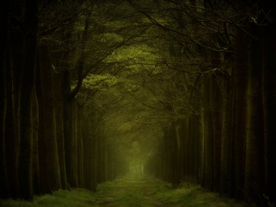 Stien gennem den mørke skov af Lars van de Goor †