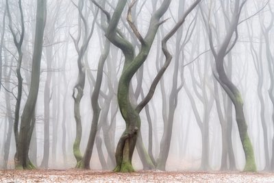 Den uhyggelige vinterskov af Lars van de Goor †