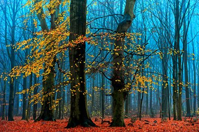  af Lars van de Goor †
