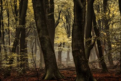 Tåget efterårsskov af Lars van de Goor †