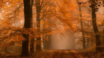 Tåget efterårssti i skoven af Lars van de Goor †