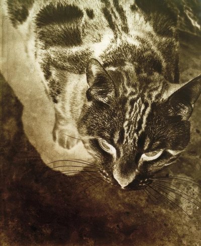 Kat (negativt tryk) af Laszlo Moholy Nagy