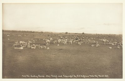 Lammelejren, 1894. af Laton Alton Huffman