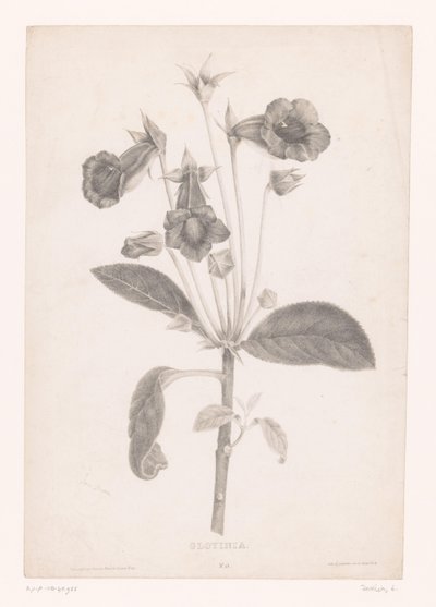 Gloxinia Gloyinia (titel på objekt) af Laure Devéria